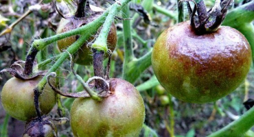 Jak se vypořádat s plísní na rajčatech: jednoduché a efektivní způsoby